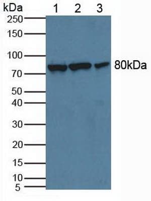 CAPN2 / Calpain 2 / M-Calpain Antibody (aa45-514)