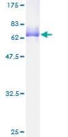 Human GAX / MEOX2 Protein (Recombinant GST)