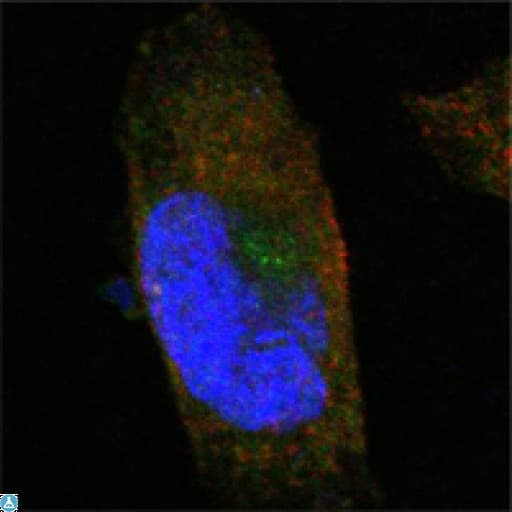 Monoclonal Mouse anti-Human SORL1 Antibody (IHC, IF, WB)