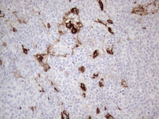 ANPEP / CD13 Antibody (aa668-967, clone OTI2E4)