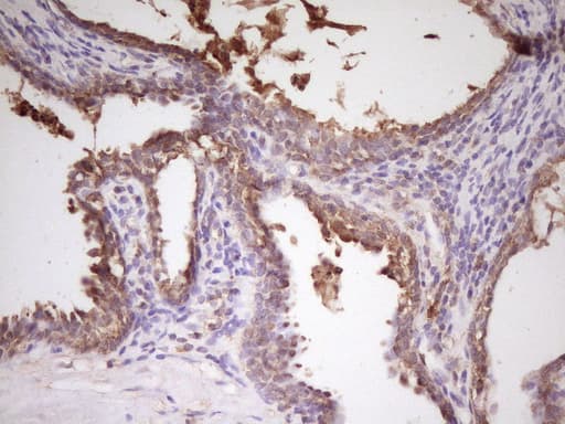 HnRNP-E1 / PCBP1 Antibody (aa1-225, clone OTI3D12, Carrier-free)