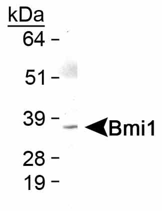 BMI1 / PCGF4 Antibody (Internal, DY650)