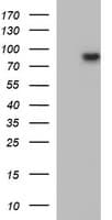 IHC-plus™ MUT / MCM Antibody (clone 2A8)