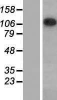 SAP130 Protein (Over-Expression Lysate Myc-DDK (Flag))