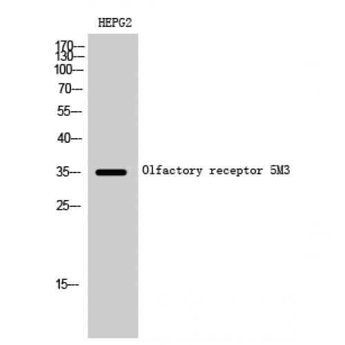 Polyclonal Rabbit anti-Human OR5M3 Antibody (30-110 aa, Internal, IF, WB)