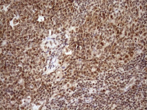 SYF2 / p29 Antibody (aa2-92, clone OTI6A5, Carrier-free)