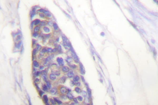 Polyclonal Rabbit anti-Human Alpha Tubulin Antibody (Gly436, IHC, IF, WB)