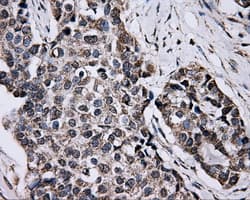 BRAF / B-Raf Antibody (clone OTI1D4)