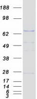 Human PRMT5 Protein (Recombinant Myc-DDK (Flag))