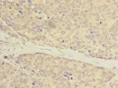 C20orf27 Antibody