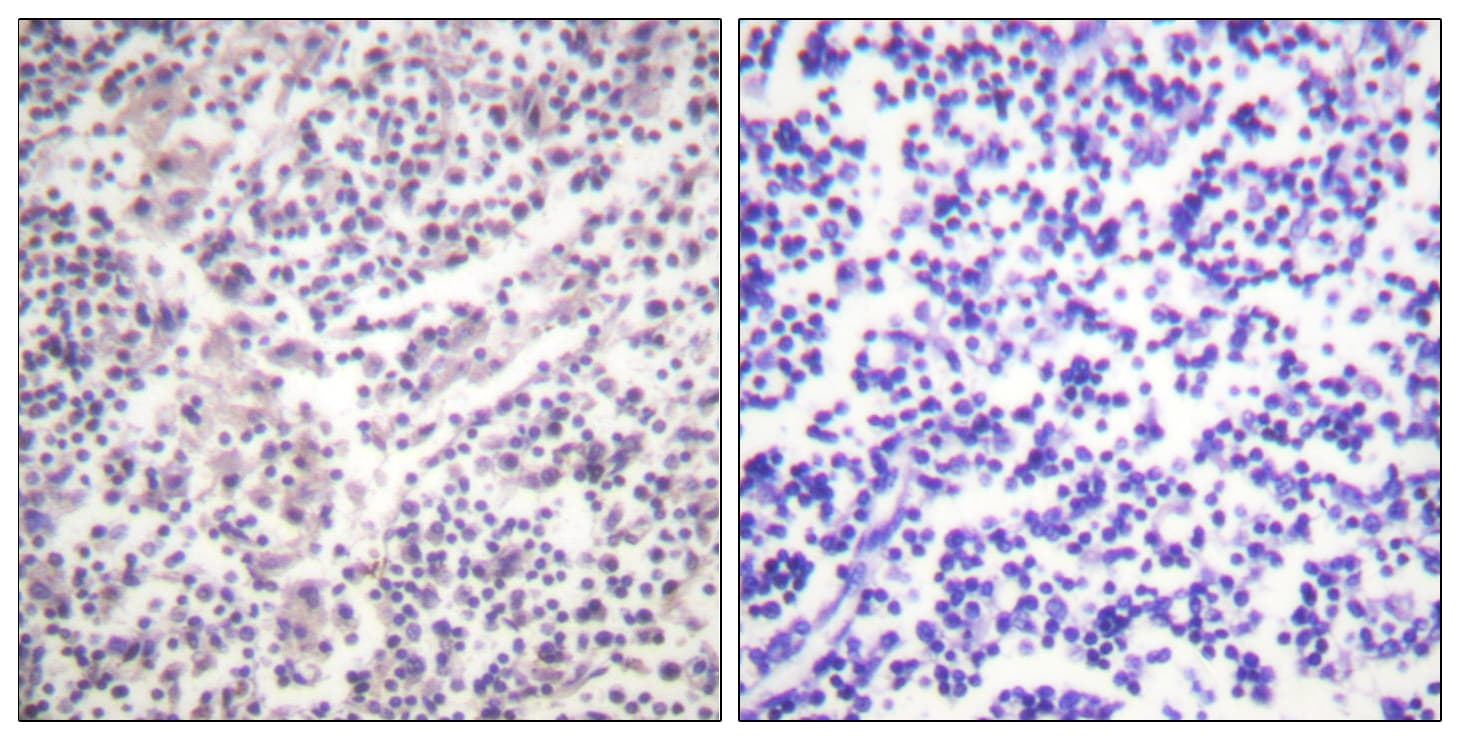 CASP3 / Caspase 3 Antibody (phospho-Ser150)