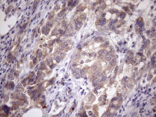 AMTN Antibody (clone OTI2G5, Carrier-free)