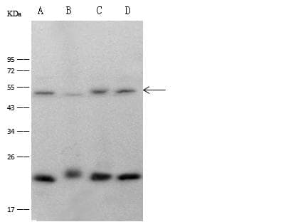 BECN1 / Beclin-1 Antibody (Preservative Free)