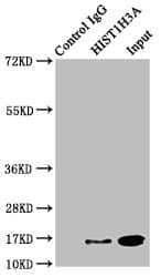 Polyclonal Rabbit anti-Human HIST1H3A Antibody (WB)