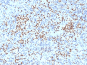 SPI1 / PU.1 Antibody (clone PU1/2146, Azide-free, BSA-free)