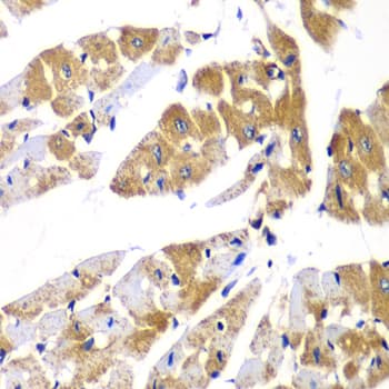 PPP1R12A / MYPT1 Antibody