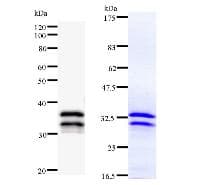 Monoclonal Mouse anti-Human NR4A1 / NUR77 Antibody (clone NR4AB9G12, IF, WB)
