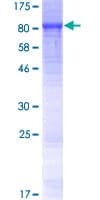 Human LRRC40 Protein (Recombinant GST)