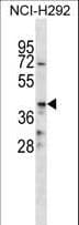 CD86 Antibody (aa269-298)