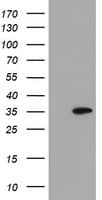SLA2 / SLAP2 Antibody (clone OTI3H9)