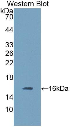 TGFB3 / TGF Beta3 Antibody (aa298-409, PE)