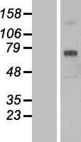 SCARA3 / APC7 Protein (Over-Expression Lysate Myc-DDK (Flag))