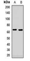 INA / Alpha Internexin Antibody