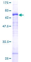 Human GLRA3 Protein (Recombinant GST)