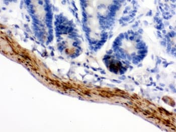MAOB / Monoamine Oxidase B Antibody