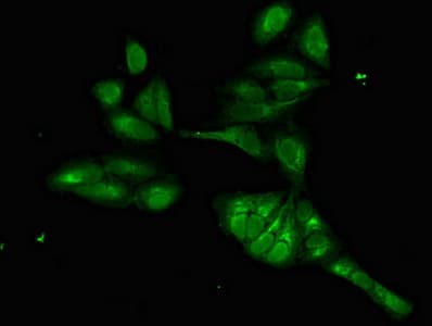 FOXI1 Antibody