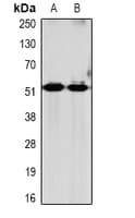 GRPR Antibody