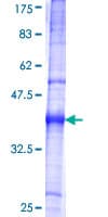 Human CORIN Protein (Recombinant GST, N-terminus)