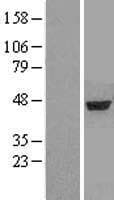 KATII / AADAT Protein (Over-Expression Lysate Myc-DDK (Flag))