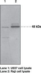 PTAFR / PAF Receptor Antibody