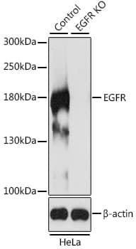 Polyclonal Rabbit anti-Human EGFR Antibody (IHC, IF, WB)