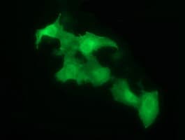 Monoclonal Mouse anti-Human SDSL / Serine Dehydratase-Like Antibody (clone OTI1G4, Carrier-free, IF, WB)