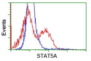 STAT5A Antibody (clone OTI1H9)