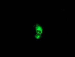 PTP1B Antibody (clone OTI1A2)