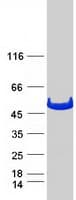 Human GSS / Glutathione Synthetase Protein (Recombinant Myc-DDK (Flag))