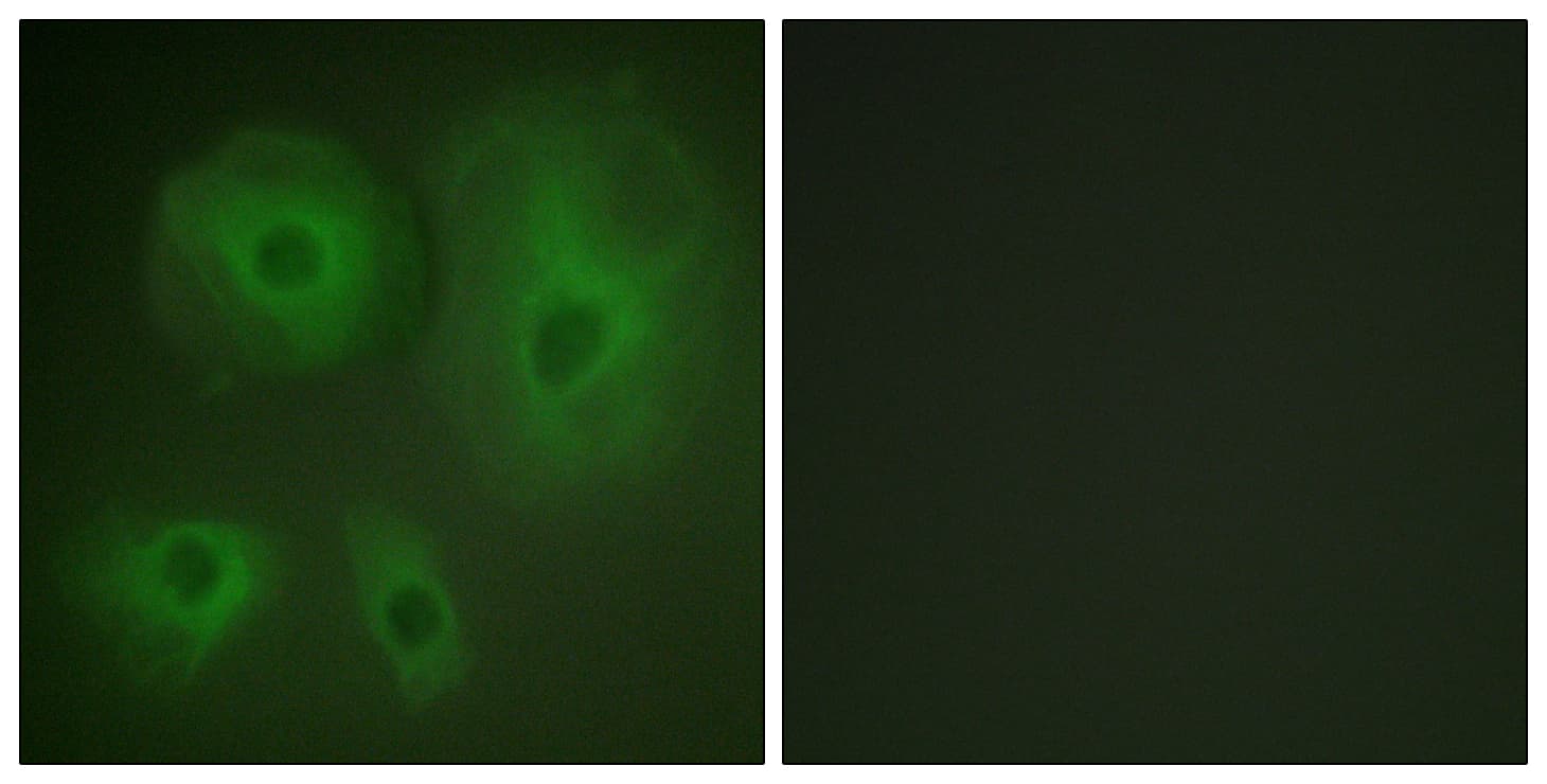 Polyclonal Rabbit anti-Human YWHAQ / 14-3-3 Theta Antibody (aa196-245, IF, WB)