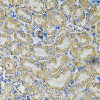 HSP90AB1 / HSP90 Alpha B1 Antibody