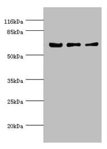 KLC1 / Kinesin Light Chain 1 Antibody