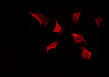 Polyclonal Rabbit anti-Human OR2T1 Antibody (IF, WB)