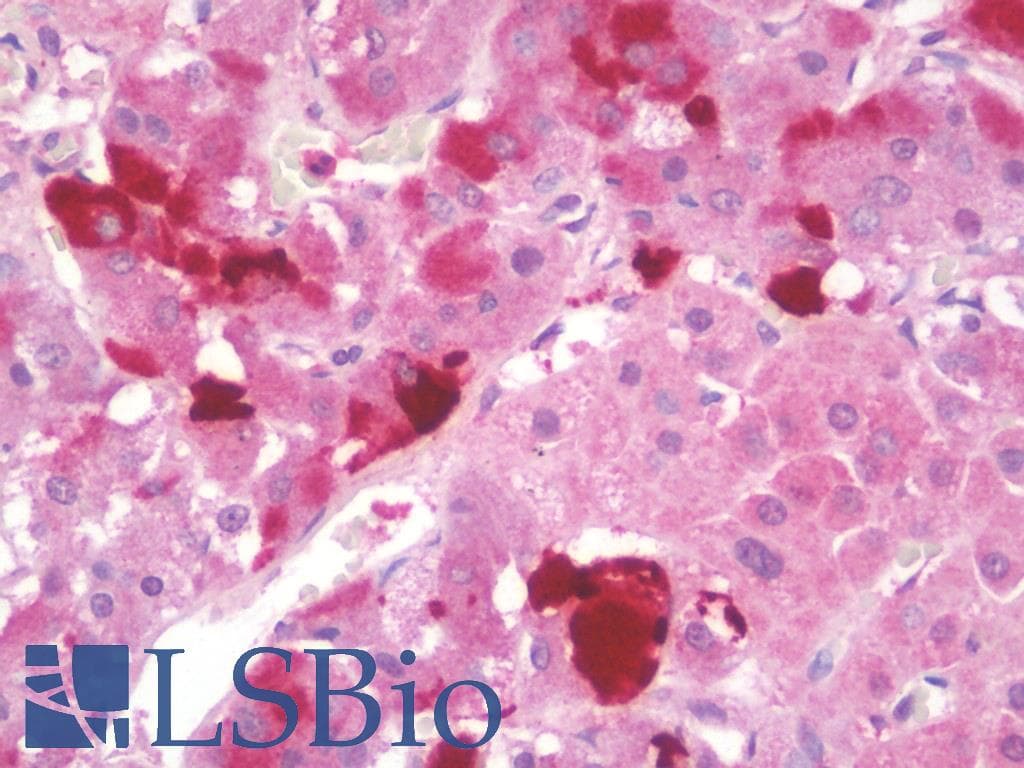 IHC-plus™ ENHO / Adropin Antibody