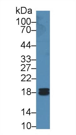 PPIF / Cyclophilin F Antibody (aa45-196, Cy3)