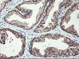 ALS2CR1 / NIF3L1 Antibody (clone OTI5A7, Carrier-free)