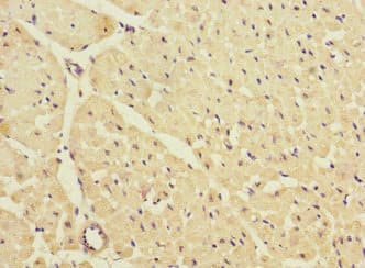 KCNJ4 / Kir2.3 Antibody