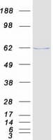 Human PDE1A Protein (Recombinant Myc-DDK (Flag))