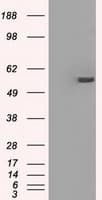 PPP5C Antibody (clone OTI5G5)