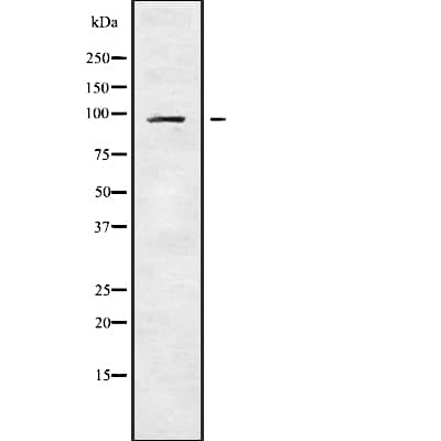 USP16 Antibody